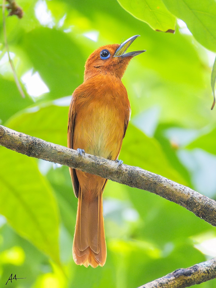 Rufous Paradise-Flycatcher - ML641162563