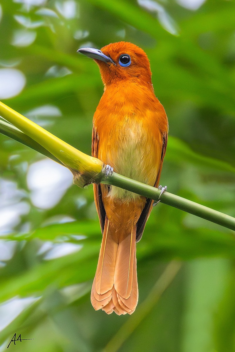 Rufous Paradise-Flycatcher - ML641162564