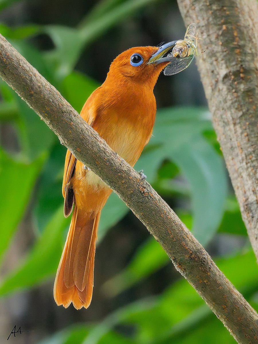 Rufous Paradise-Flycatcher - ML641162565