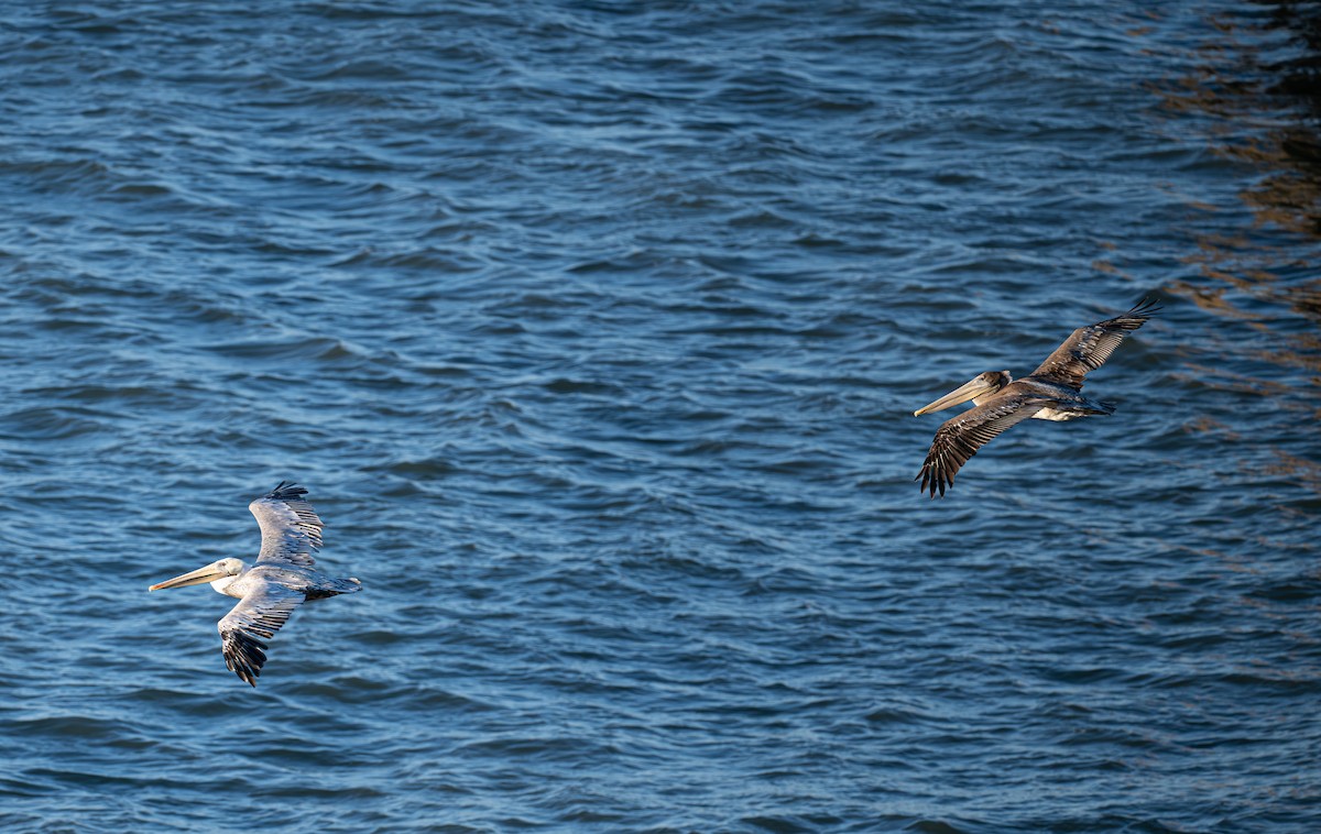 Brown Pelican - ML641162573