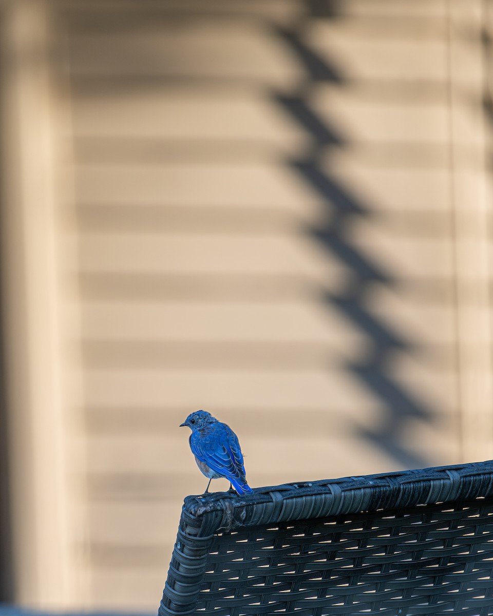 Western Bluebird - ML641162581