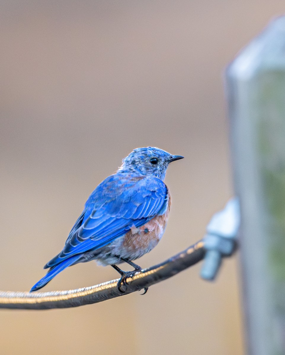Western Bluebird - ML641162583