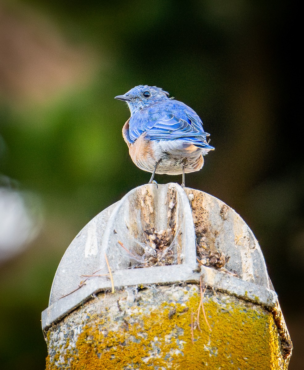 Western Bluebird - ML641162584
