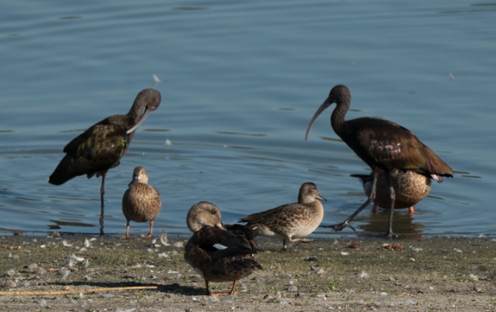 White-faced Ibis - ML641162588