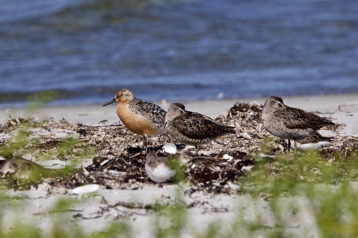 Red Knot - ML641162597