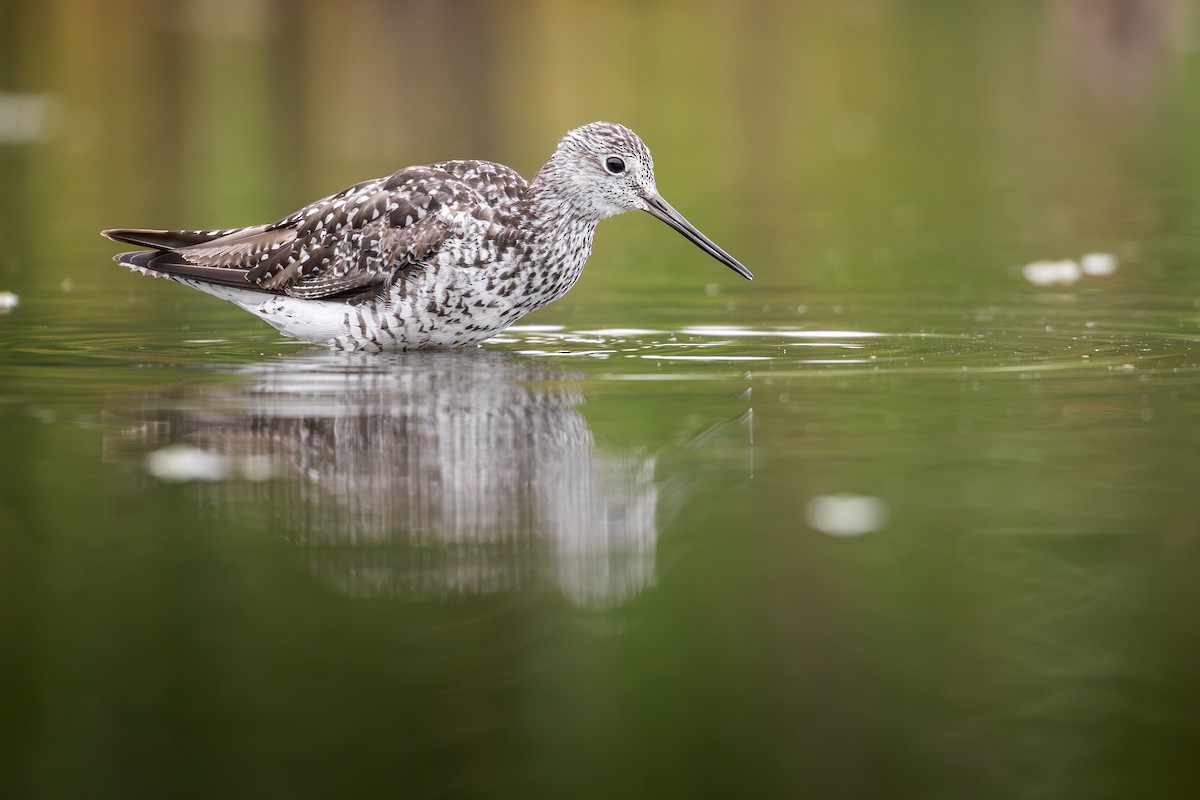 Greater Yellowlegs - ML641162618