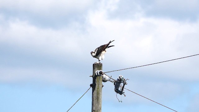 Osprey - ML641162626