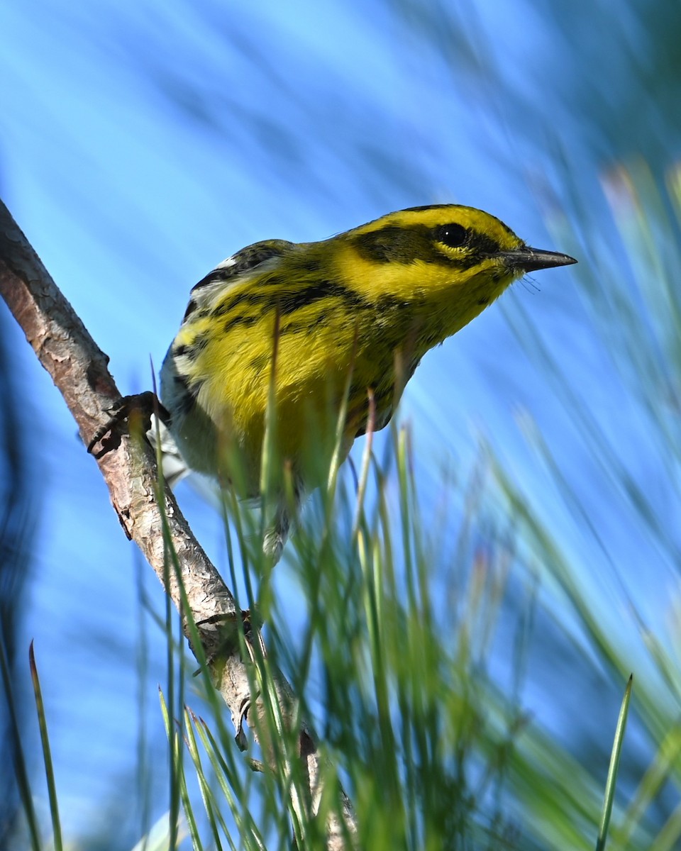 Townsend's Warbler - ML641162635