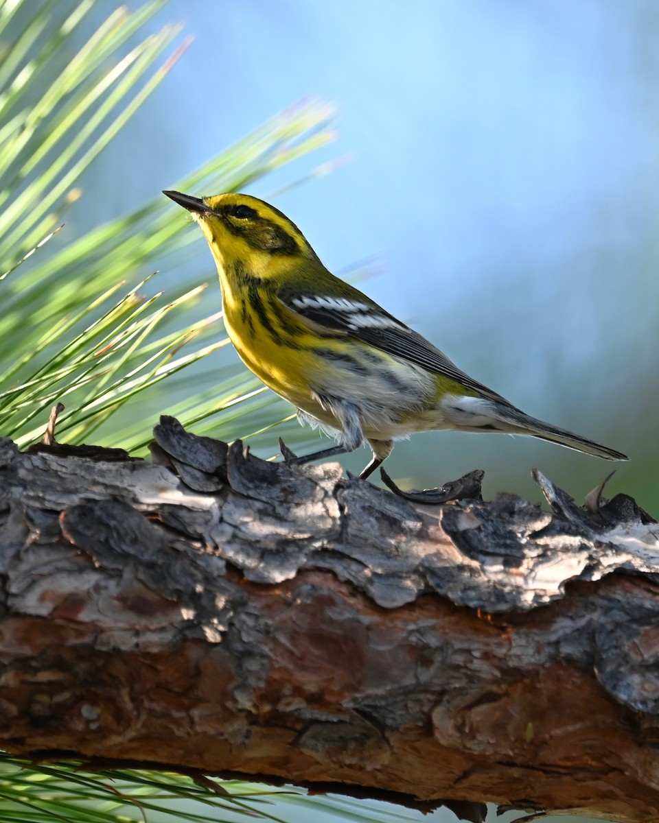 Townsend's Warbler - ML641162644