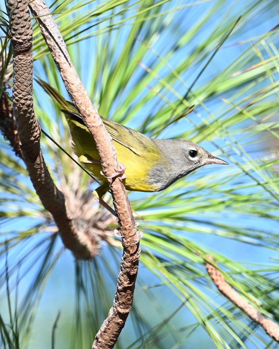 MacGillivray's Warbler - ML641162656