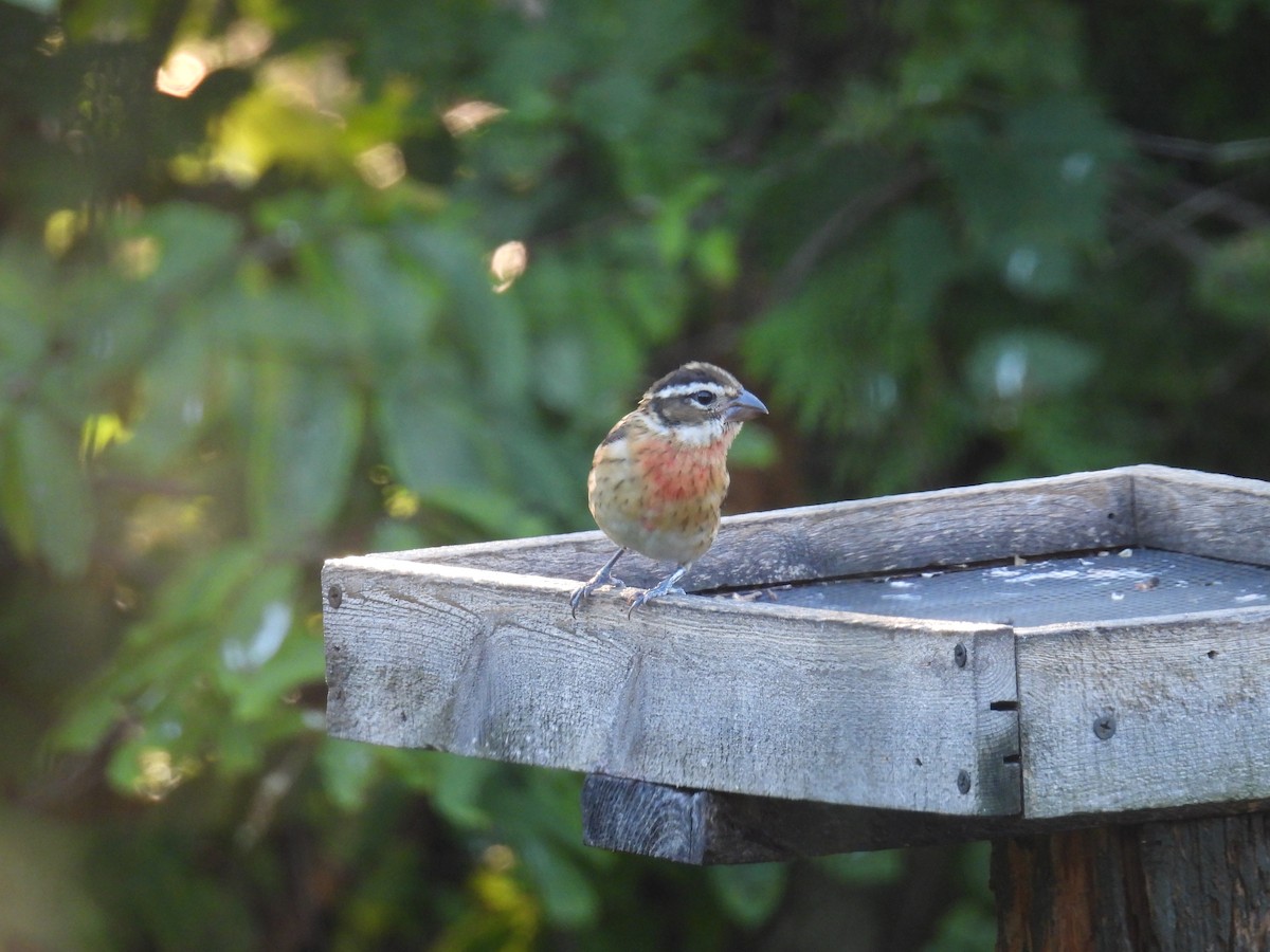 Rose-breasted Grosbeak - ML641162657