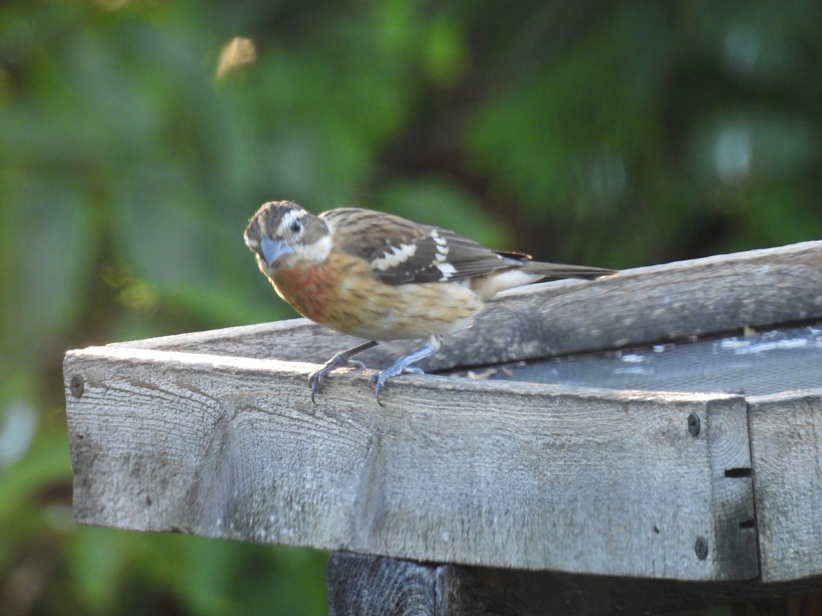 Rose-breasted Grosbeak - ML641162658