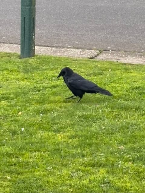 Little Raven - ML641162677