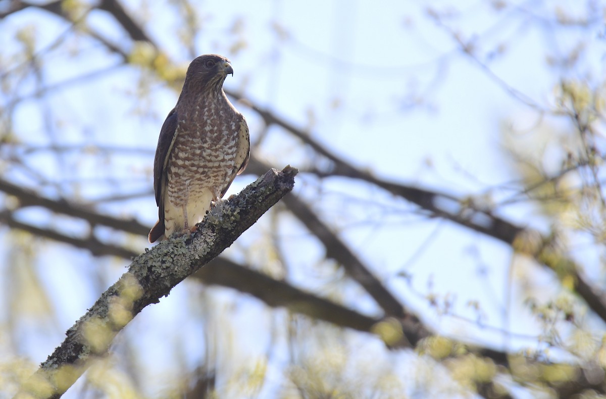 Broad-winged Hawk - ML641162698