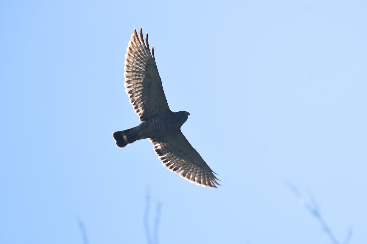 Broad-winged Hawk - ML641162699