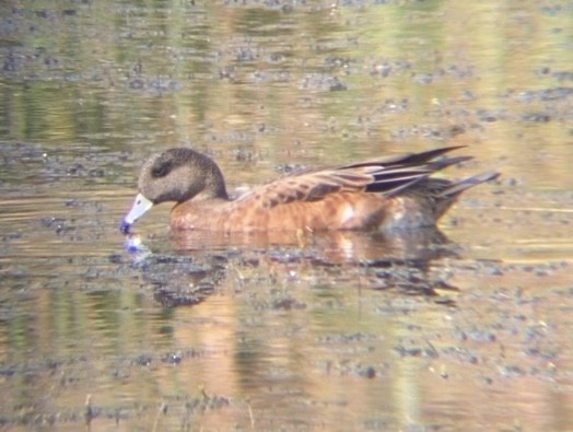 American Wigeon - ML641162720