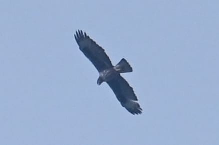 Харсун бүргэд - ML641162722