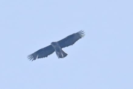 Харсун бүргэд - ML641162723