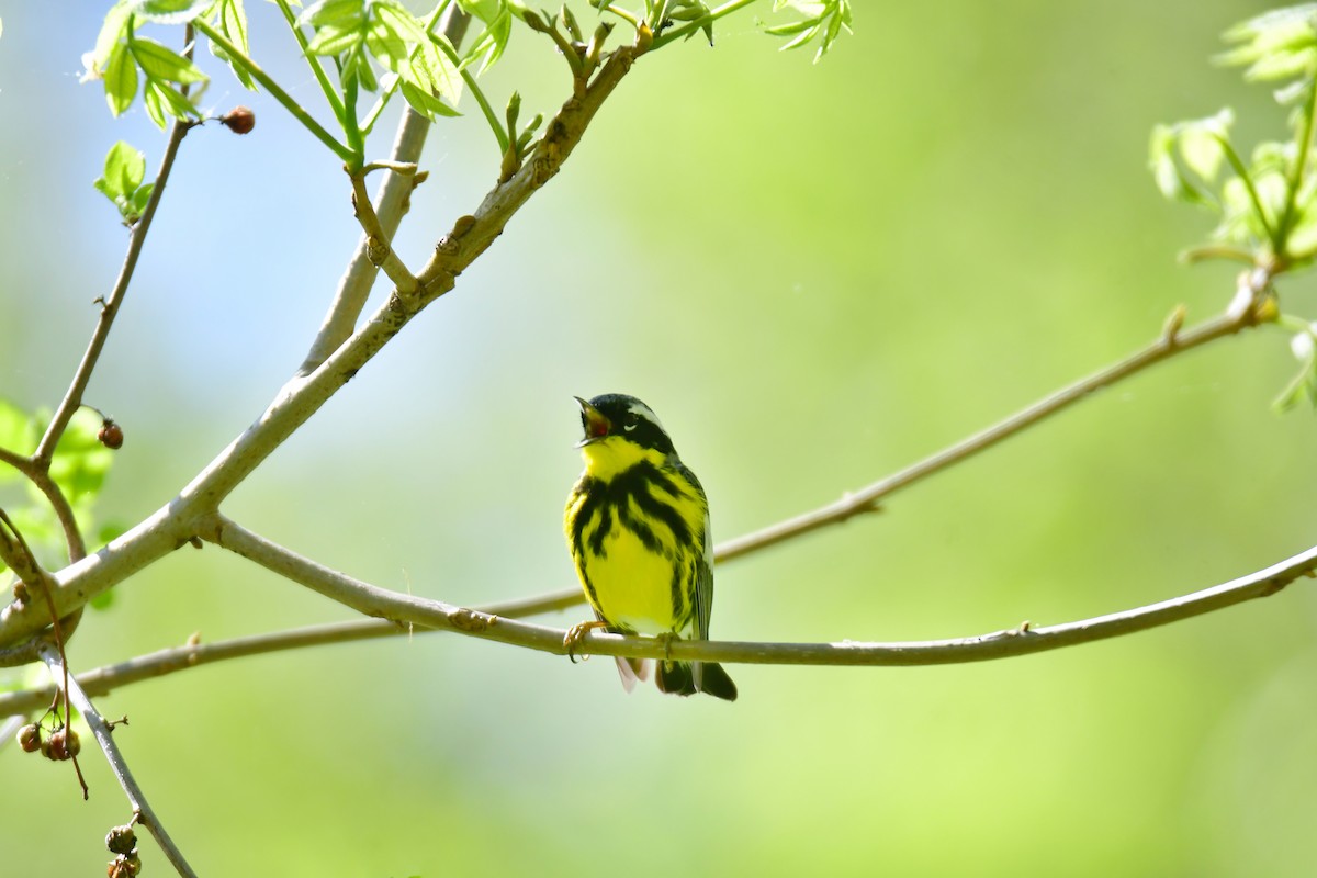 Magnolia Warbler - ML641162753