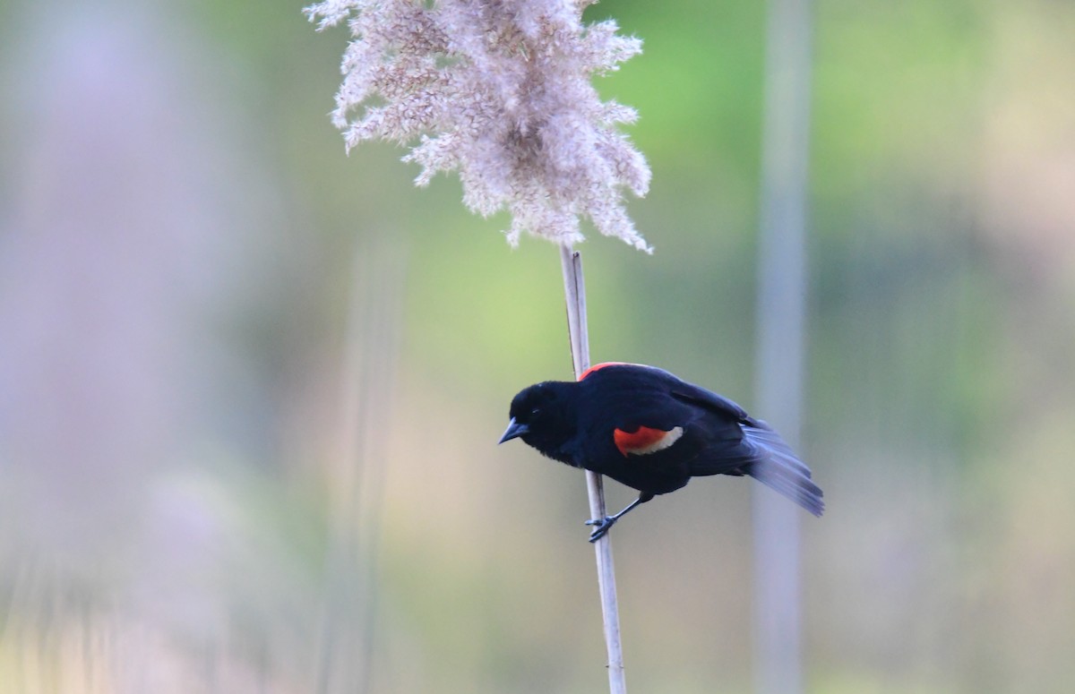 Red-winged Blackbird - ML641162774