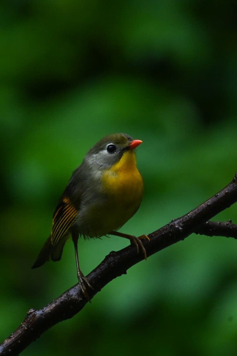 紅嘴相思鳥 - ML641162784