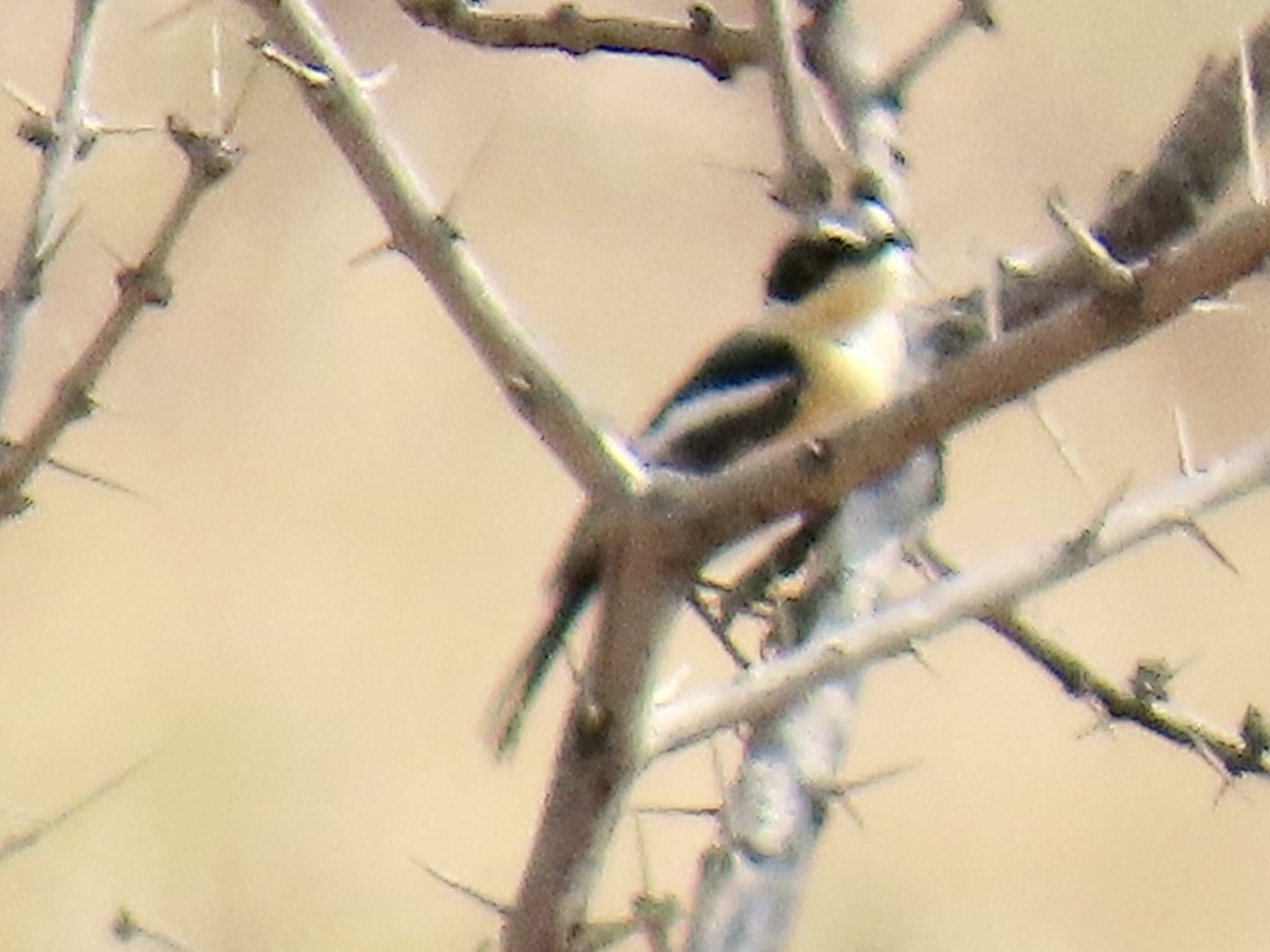 priritbatis - ML641162788