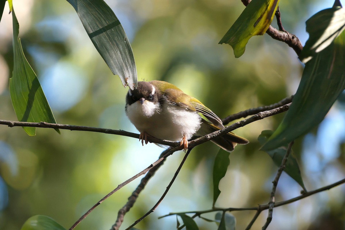 White-throated Honeyeater - ML641162791