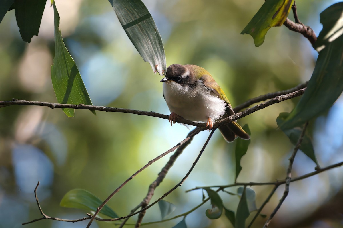 White-throated Honeyeater - ML641162792