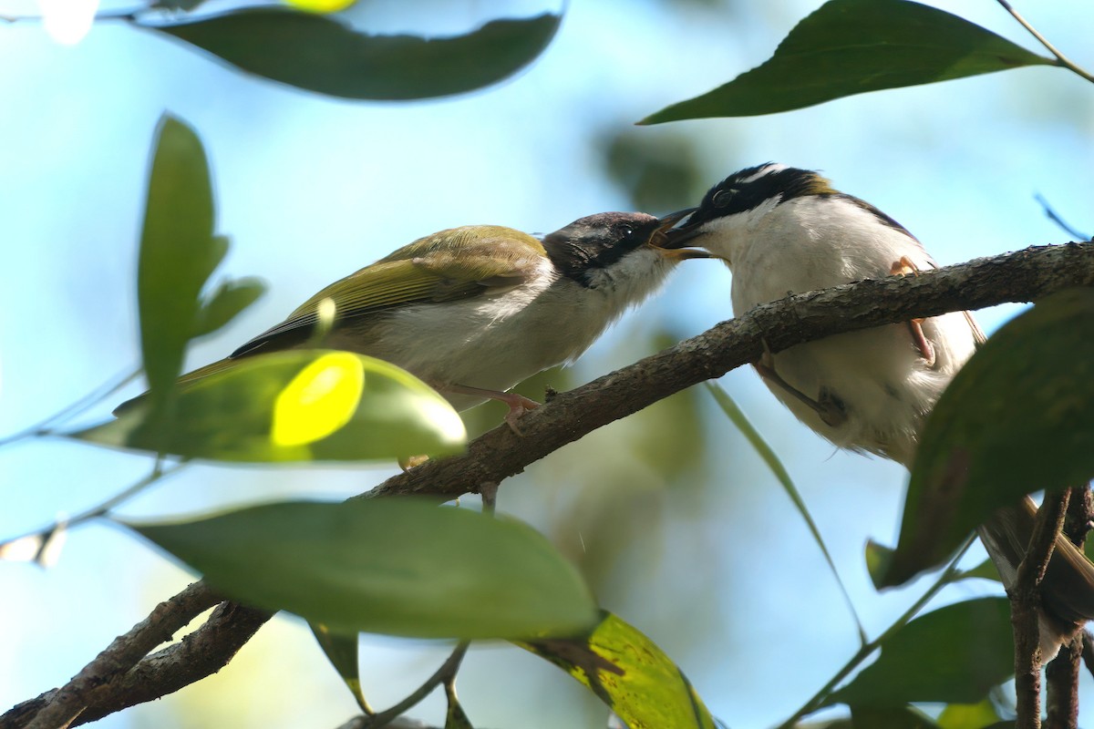 White-throated Honeyeater - ML641162794