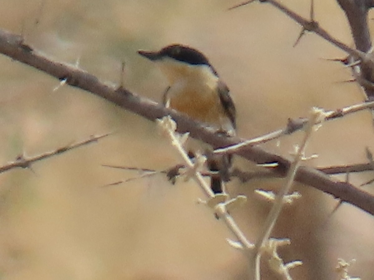 priritbatis - ML641162798