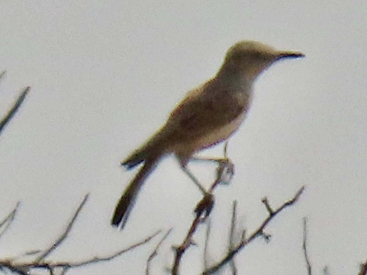 Karoo Long-billed Lark - ML641162802