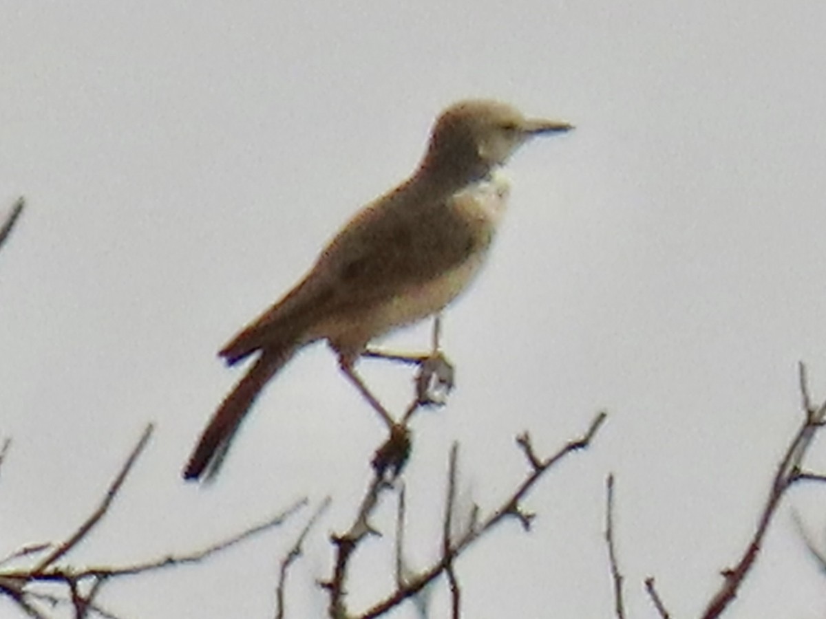 Karoo Long-billed Lark - ML641162806