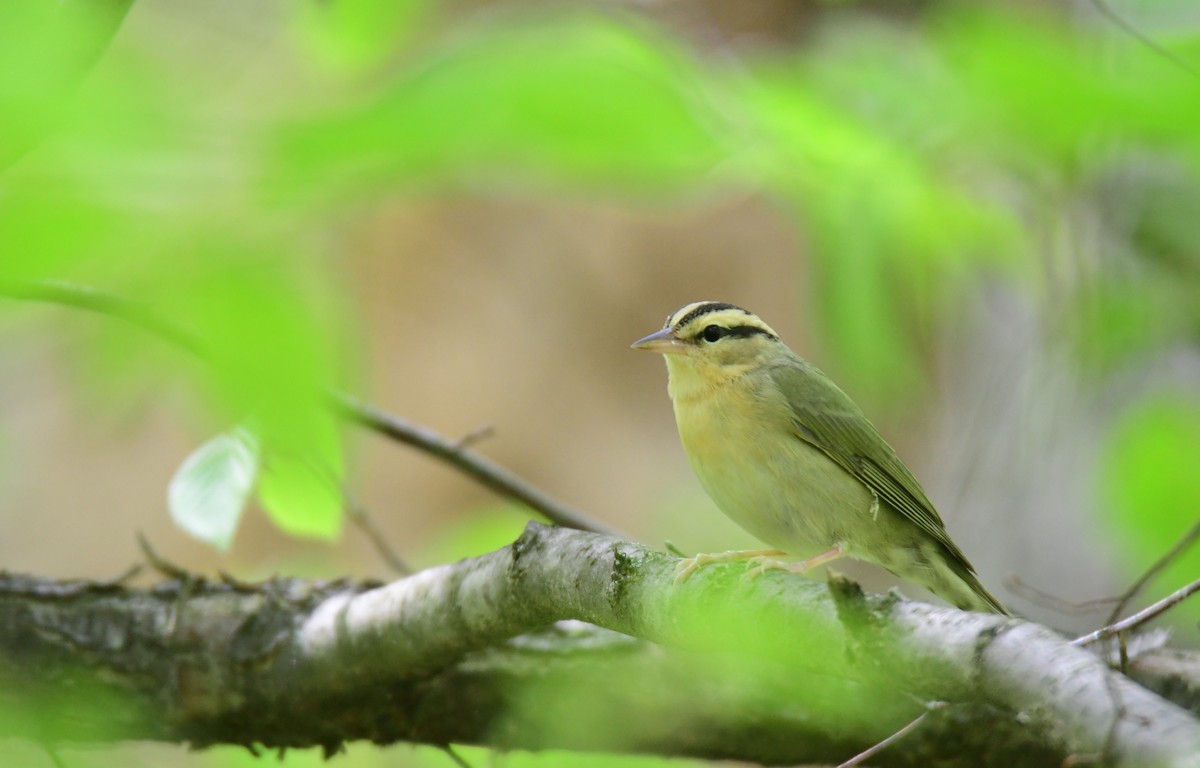 åmeparula - ML641162817
