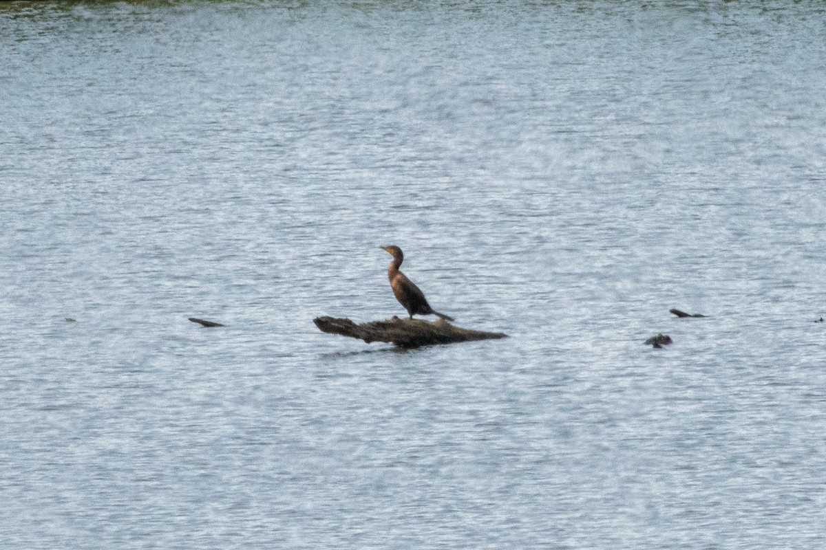 Cormoran à aigrettes - ML641162850