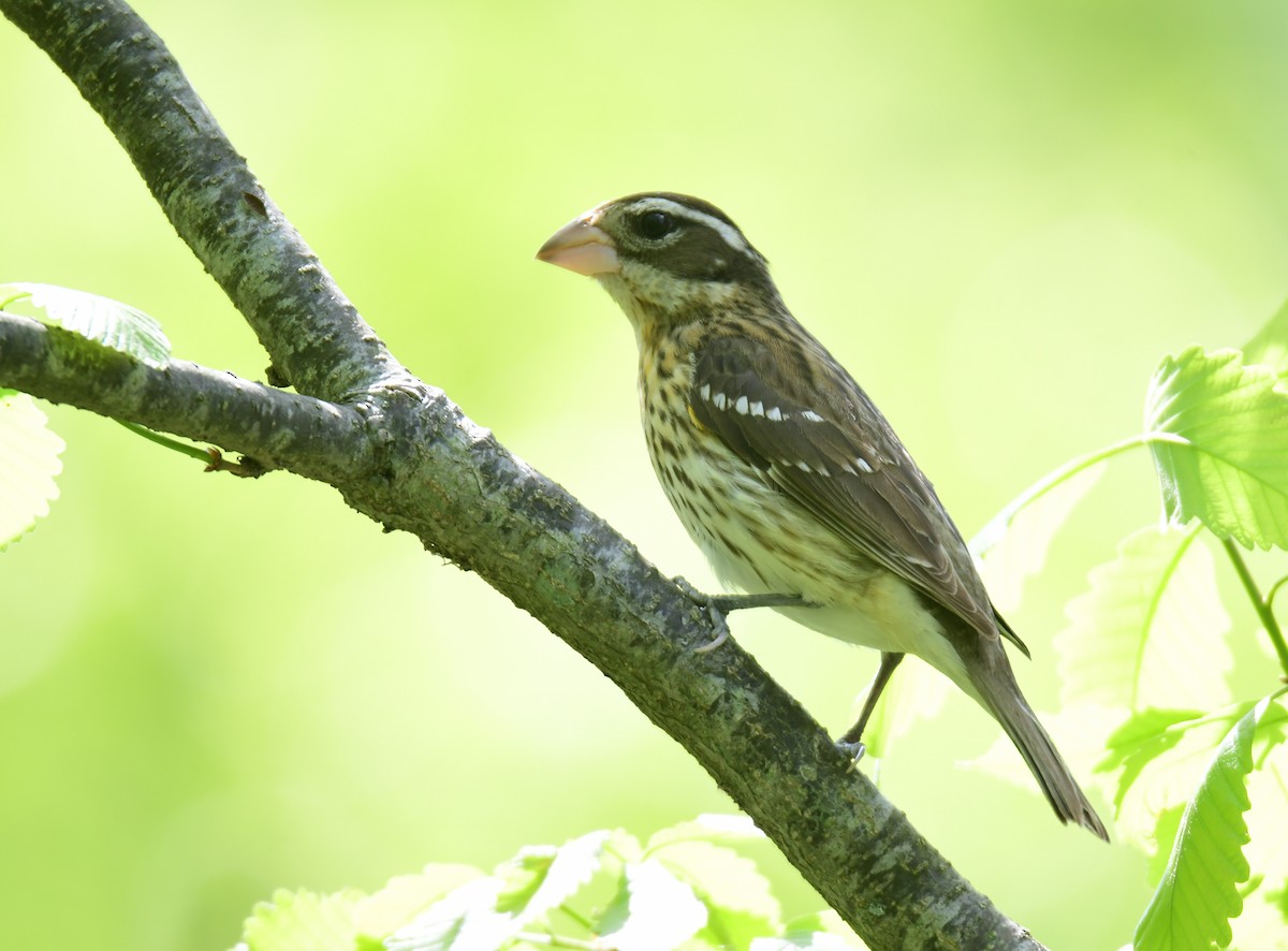 Rose-breasted Grosbeak - ML641162867