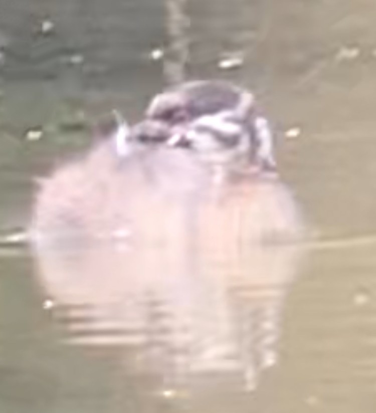 Pied-billed Grebe - ML641162870
