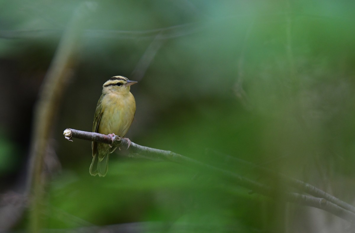 åmeparula - ML641162873