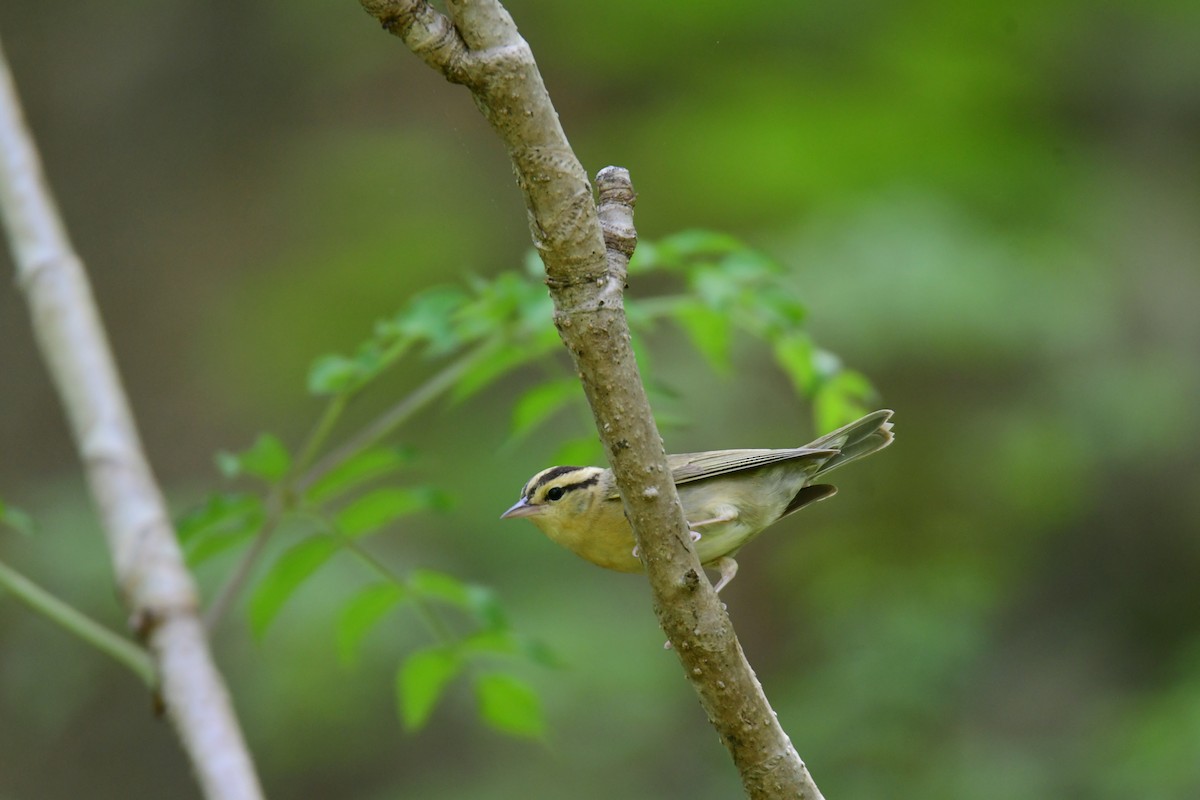 åmeparula - ML641162875