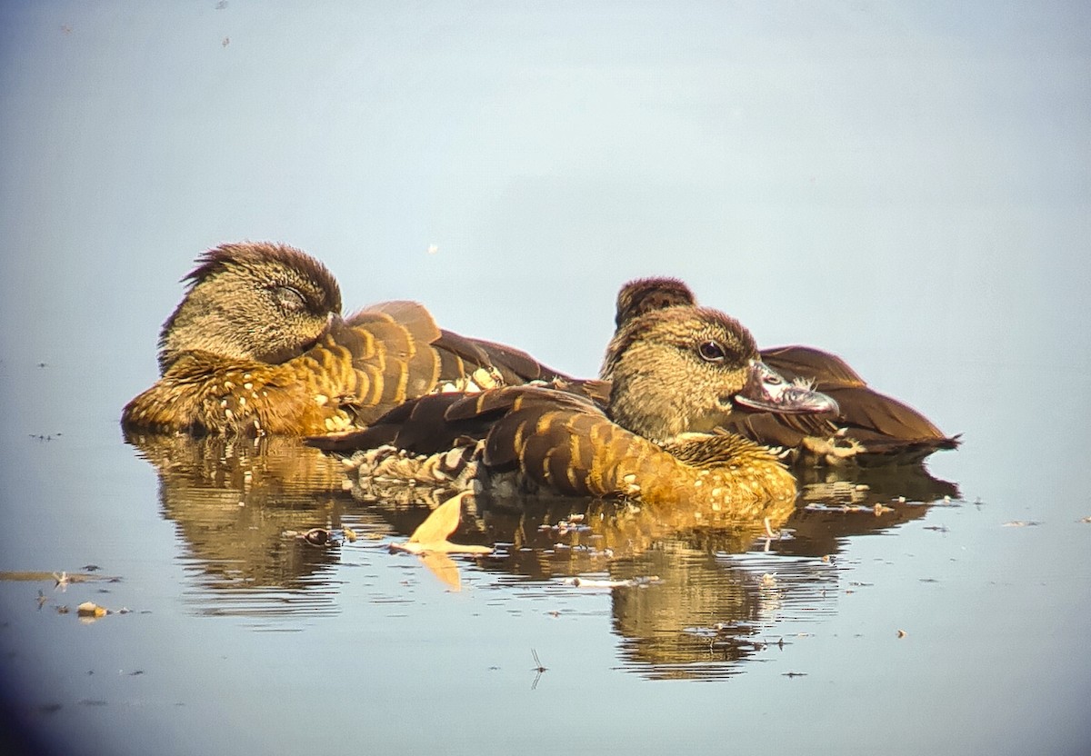 Spotted Whistling-Duck - ML641162890