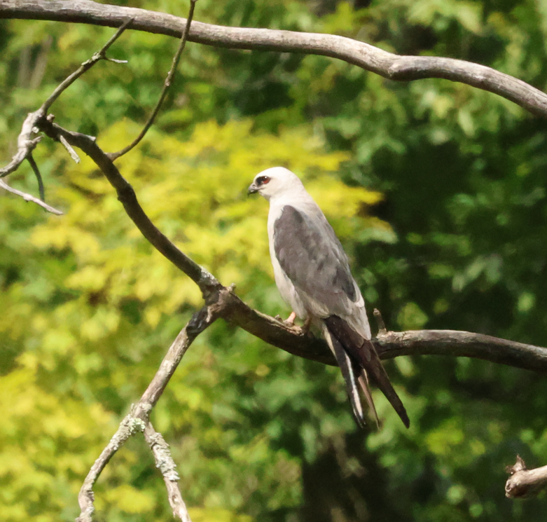 Mississippi Kite - ML641162894
