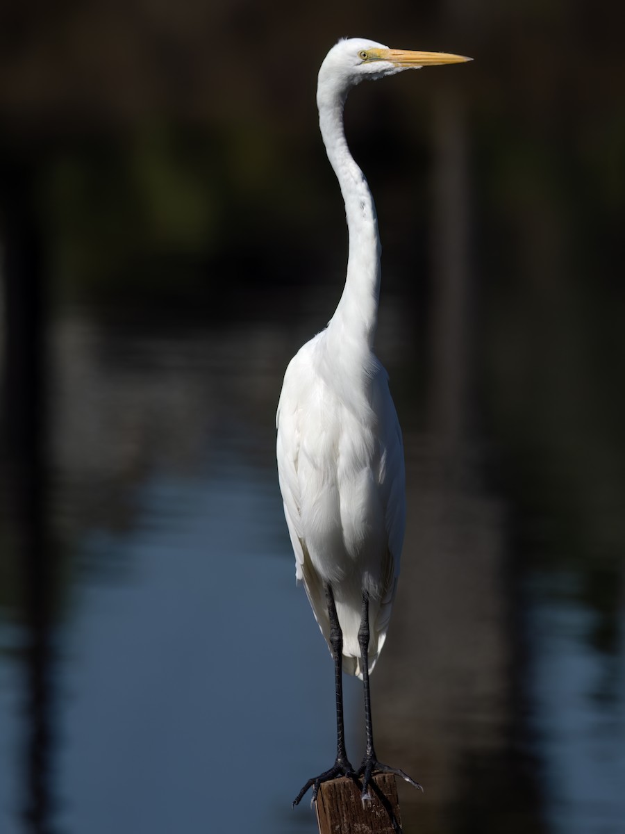 Grande Aigrette - ML641162895