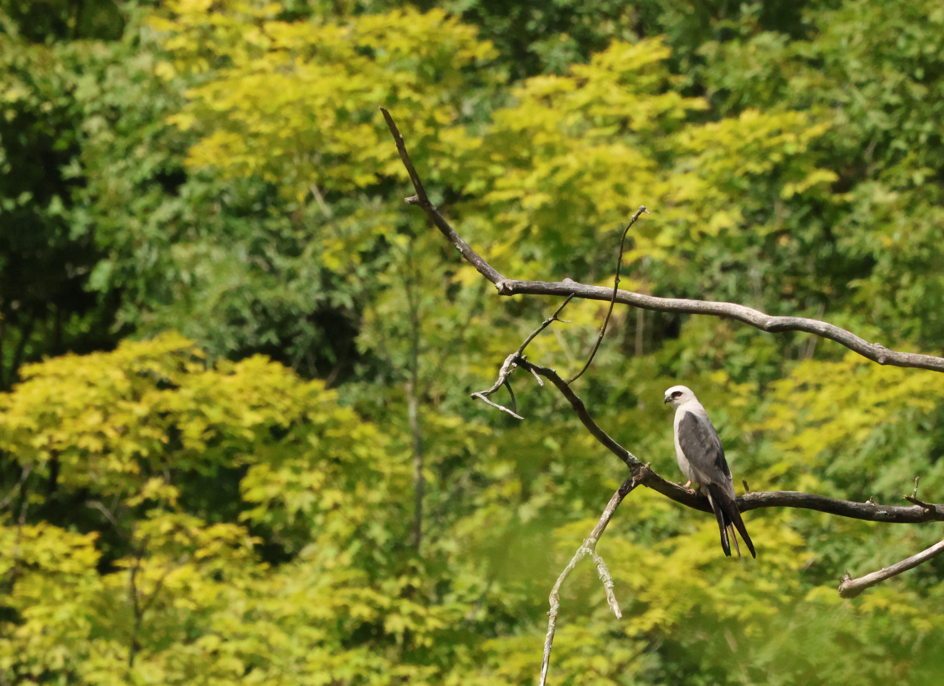 Mississippi Kite - ML641162896