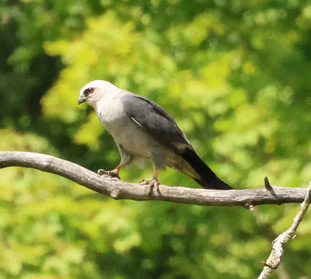 Mississippi Kite - ML641162900