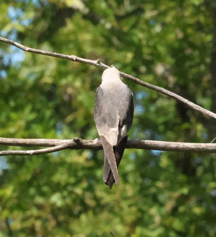 Mississippi Kite - ML641162905