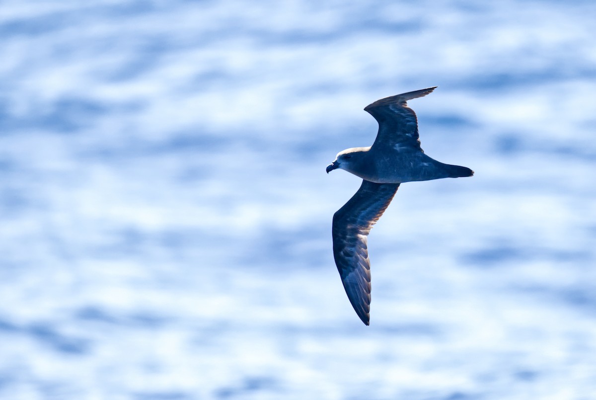 Petrel Carigrís - ML641162947