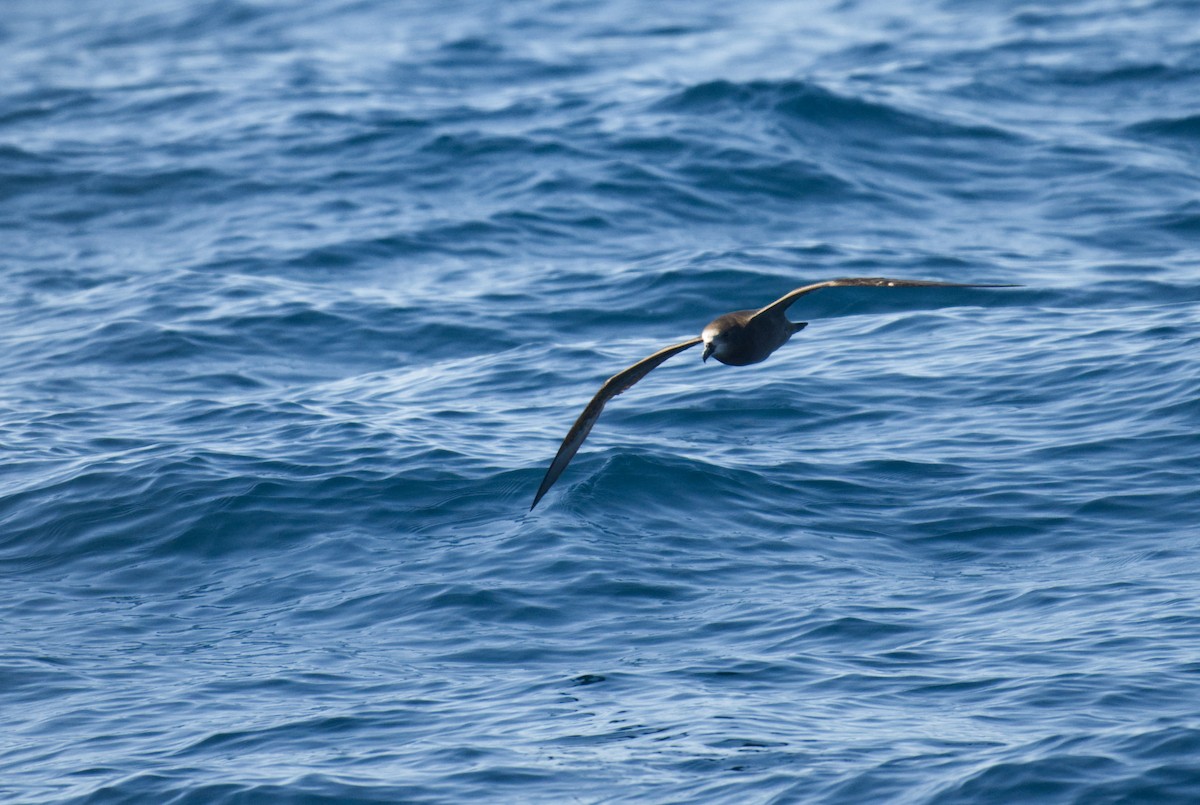 Petrel Carigrís - ML641162948