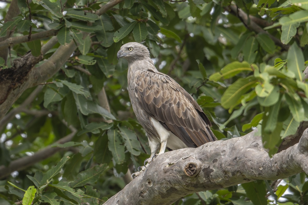 Lesser Fish-Eagle - ML641162956