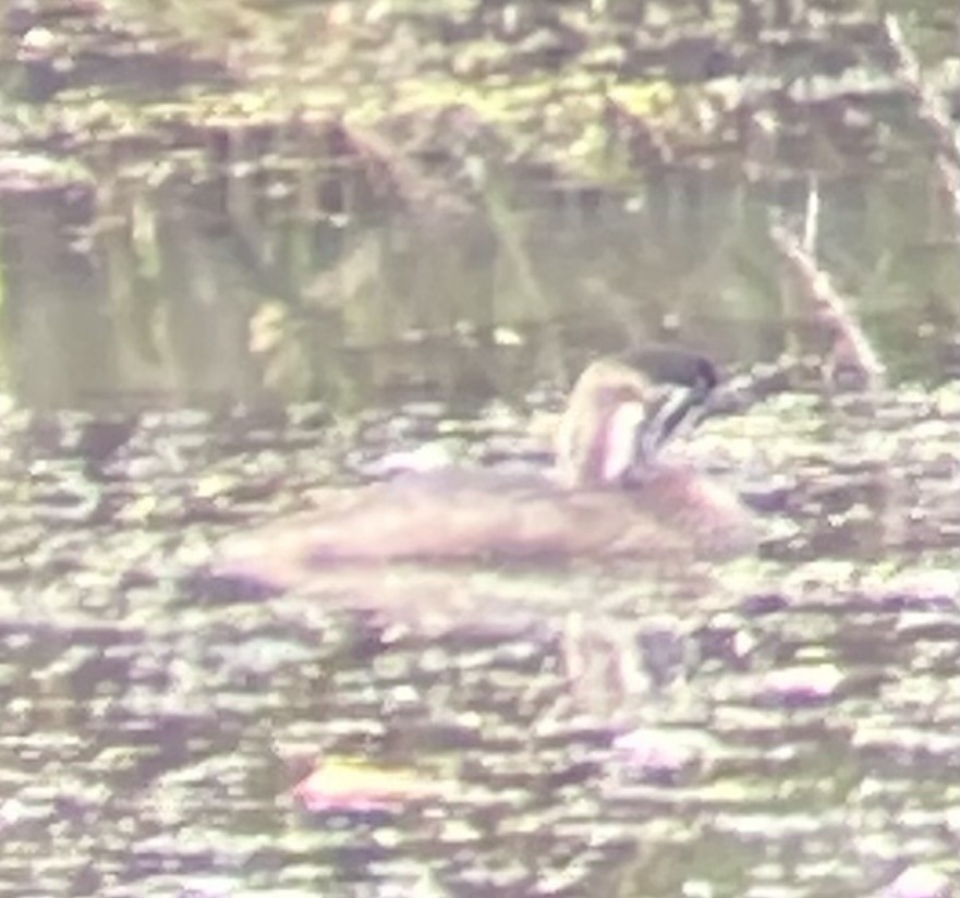 Pied-billed Grebe - ML641162957