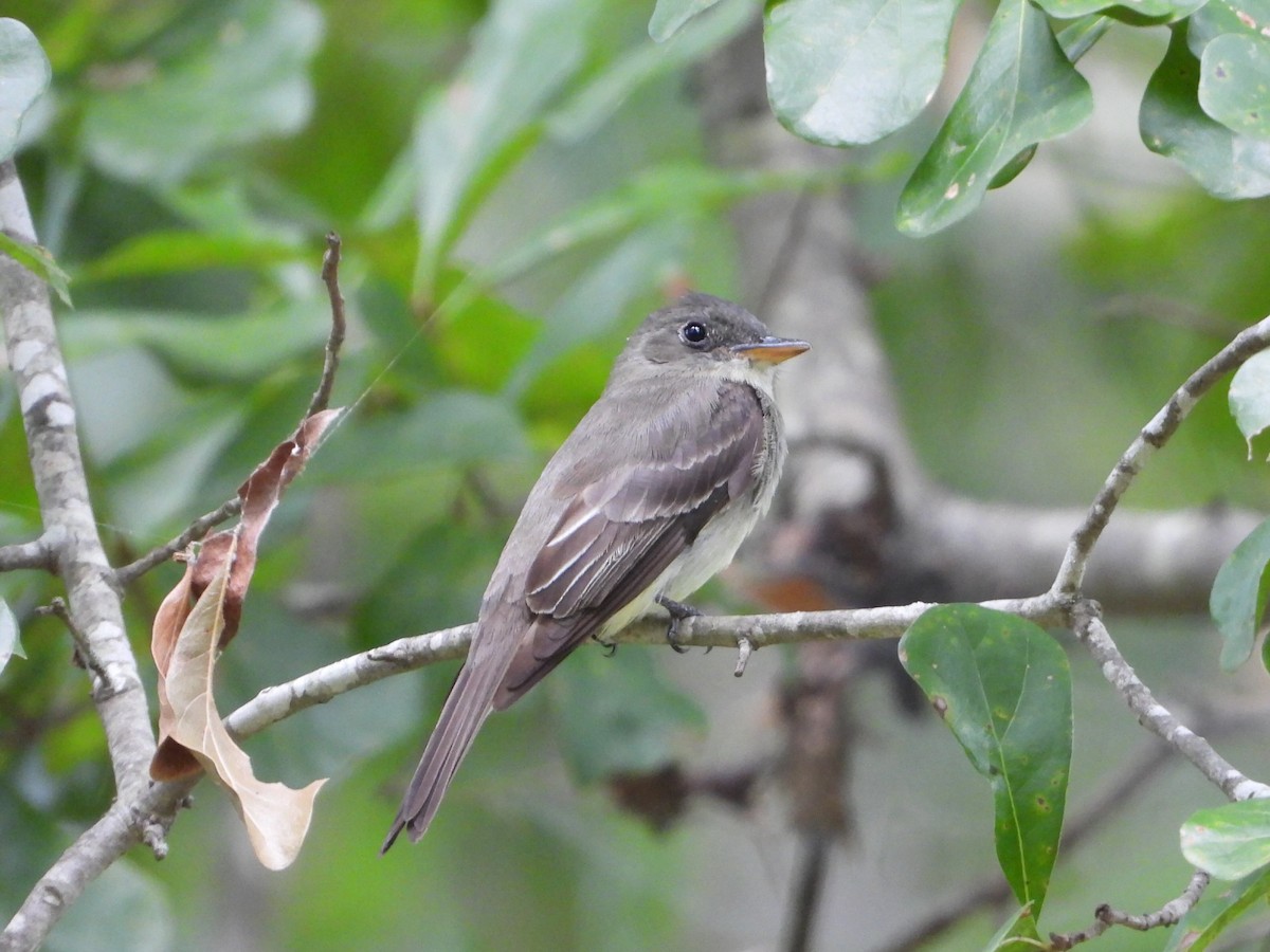 Eastern Wood-Pewee - ML641163069