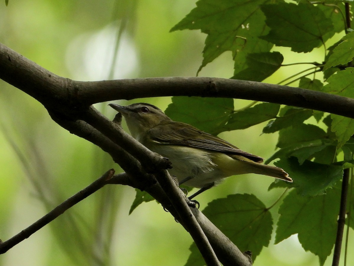 Vireo begigorria - ML641163076
